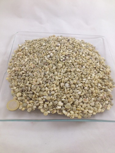 Umbonium white 1 cm 1 kg